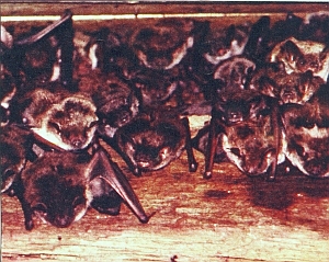 Vleermuizen hangend aan een kerkzolder